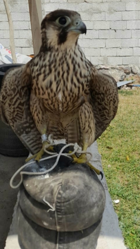 alikonulan-gokdogan-falco-peregrinus-pelegrinoides-kurtarilarak-dogaya-salindi!-