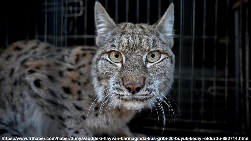 abddeki-hayvan-barinaginda-kus-gribi-nedeniyle-20-buyuk-kedi-oldu