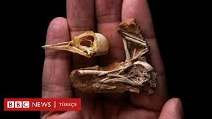 70-milyon-yillik-sirri-aydinlatabilecek-bir-kus-fosili-bulundu