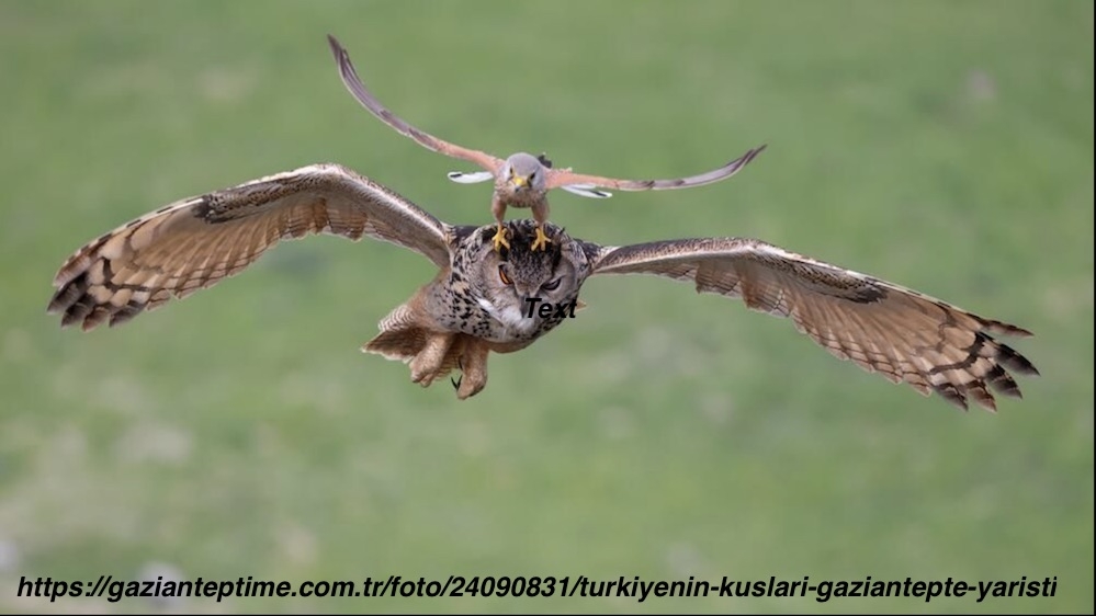 turkiyenin-kuslari-gaziantepte-yaristi
