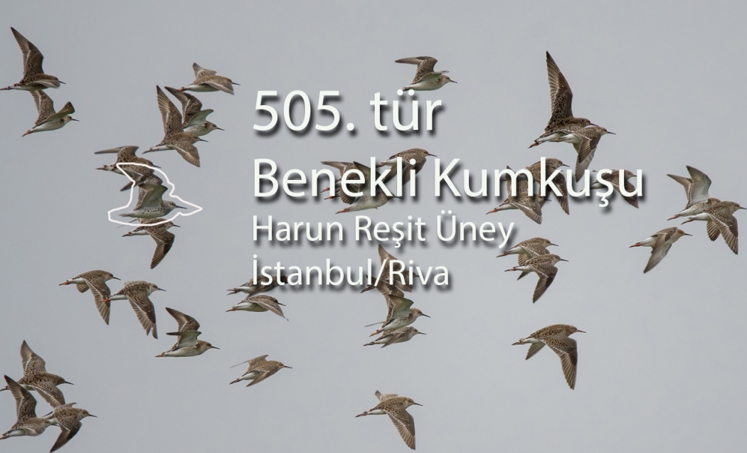yeni-tur-