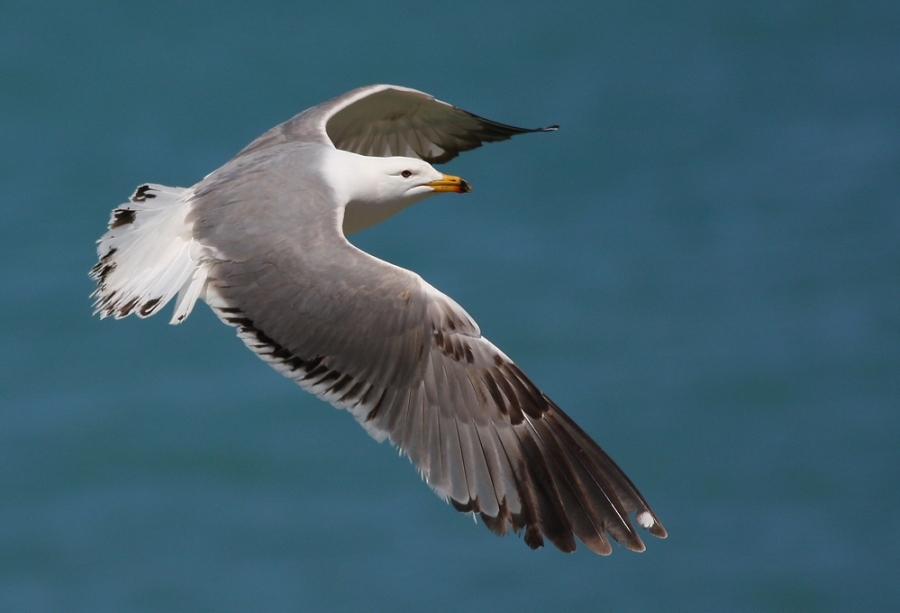 vandaki-kus-olumleri-tamamen-durdu!