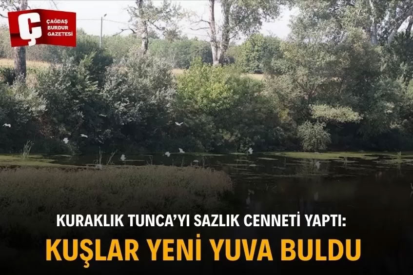 tuncada-kuraklikla-beraber-artan-sazlik-alanlar-kus-turlerine-yuva-oldu