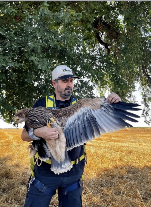 trakya-sah-kartal-halkalama-calismalari