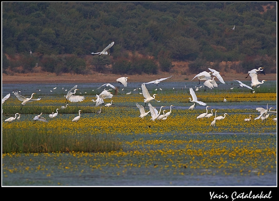 enezde-iptal-davasi!