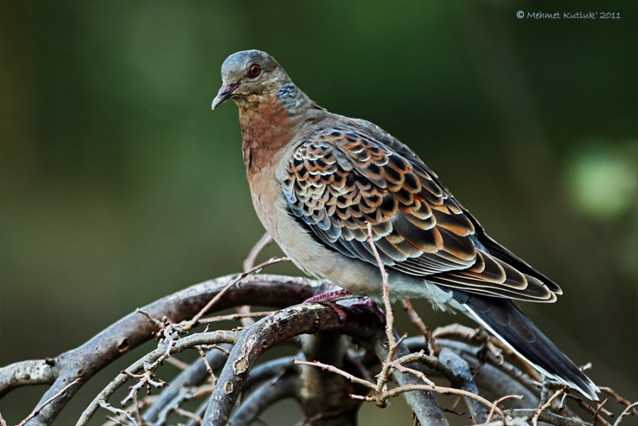 401-tur-ve-turkiyede-yeni-tur!