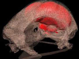 ucmanin-sirri-kus-beyninde!-