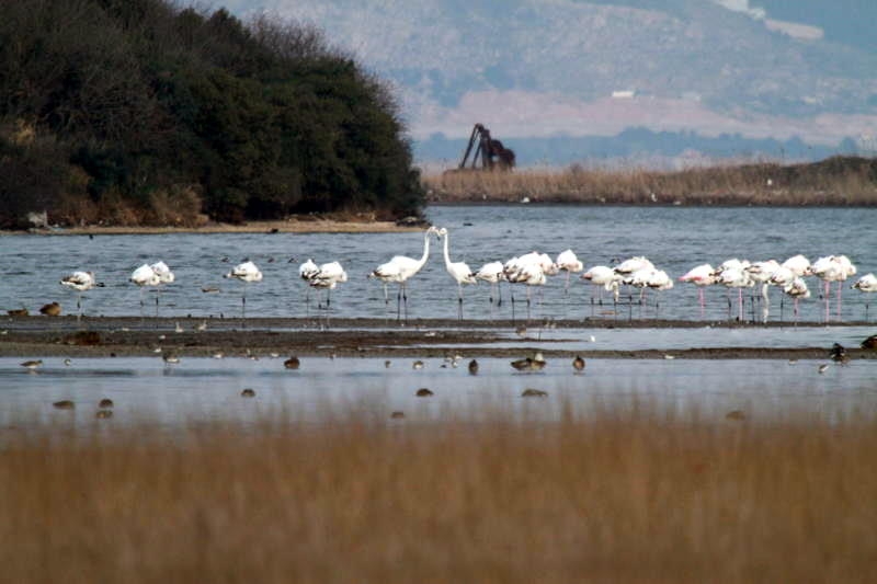 ikgt-kosks--gunleri-basladi!