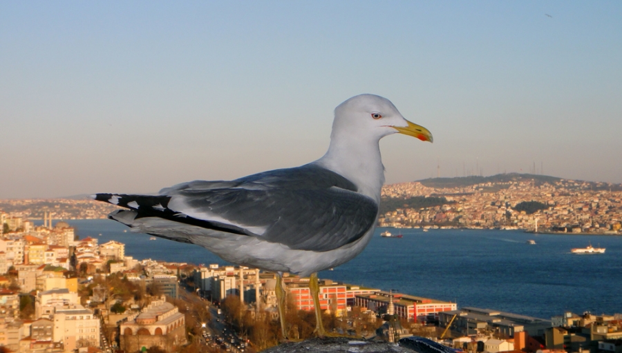 istanbul-bogazinda-goc-gozlemleri-basladi!