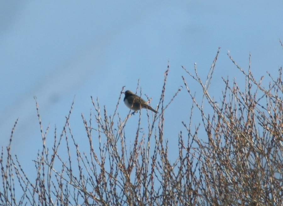 kara-gerdanli-ardic-turdus-atrogularis-gozlemi