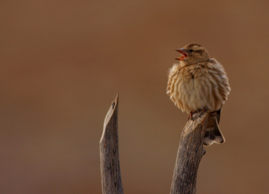 uluslararasi-safak-korosu-gunu
