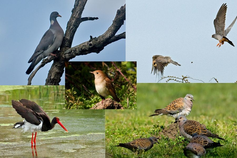 kuslarla-ve-kuscularla-ilk-randevum