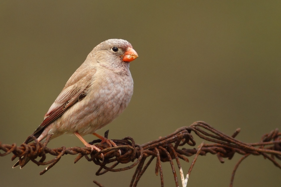 samsunda-ilk-kez-goruldu