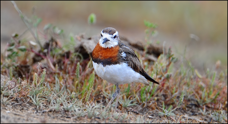 dogu-cilibiti-nin-caspian-plover-ilk-fotografi--