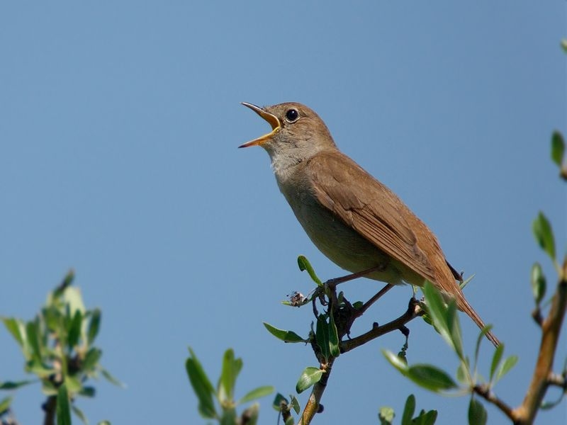 alacahoyukun-sen-sarkicilari