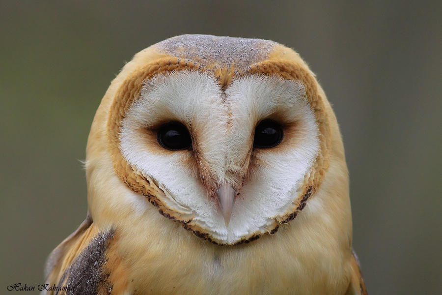 bilim-dunyasinin-gozleri-turkiyenin-tehdit-altindaki-zengin-dogasina-cevrildi