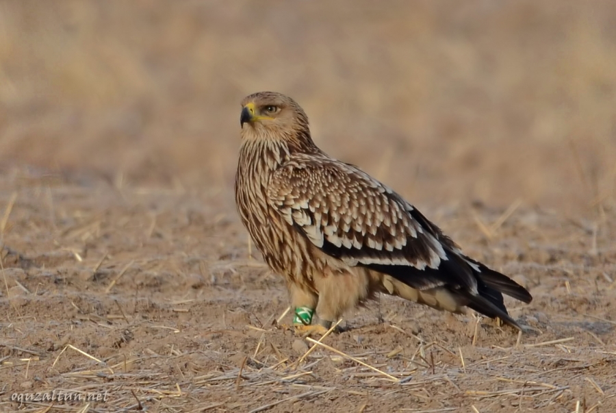 onun-adi-altungolden-coin!-