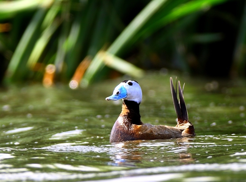 kus-cenneti-milli-parkinda-rekor-sayida-dikkuyruk-!!