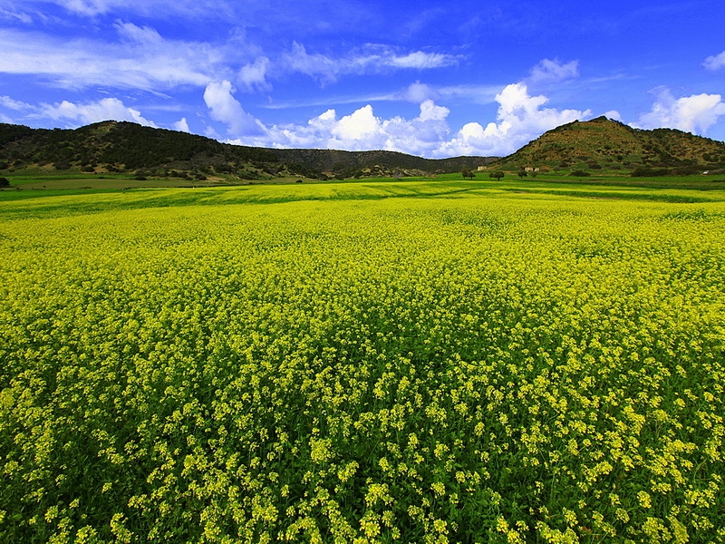 kibrisda-arazi-
