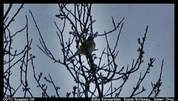 odtude-ak-kasli-cinte!