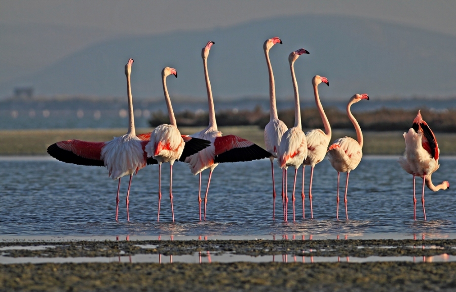 dunyanin-ucuncu-buyuk-flamingo-adasi-izmir-de---