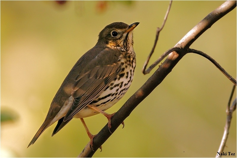 samsun-dan-bir-kus-uctu-kibris-ta-vurdular!