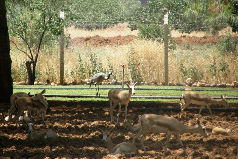 ceylanlarin-misafiri-turna