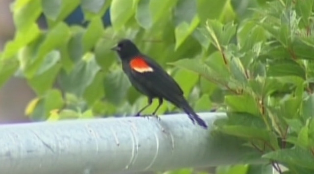 kuslar-filmi-gercek-oldu!