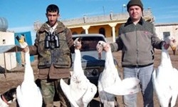 yine-kacak-avci---