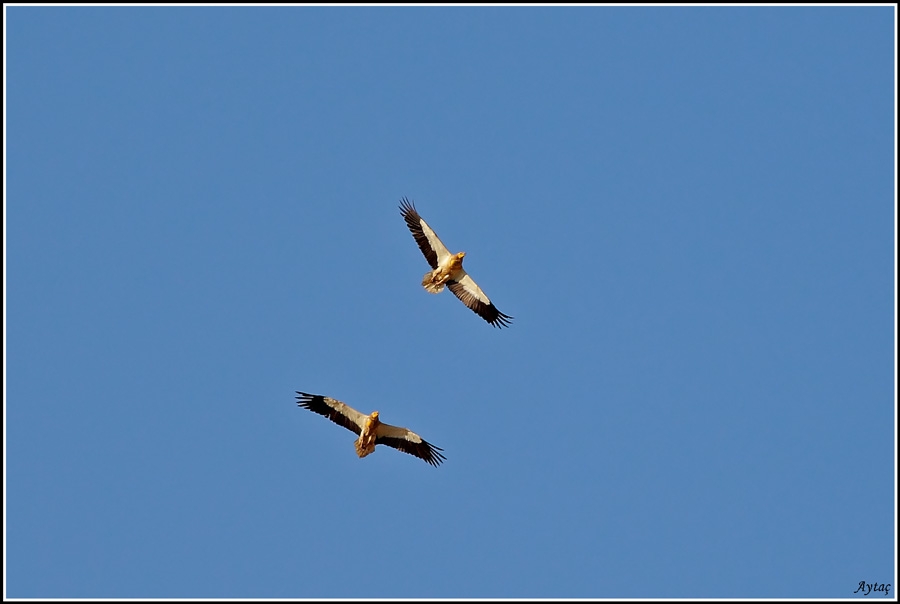 adana-semalarinda-kucuk-akbaba