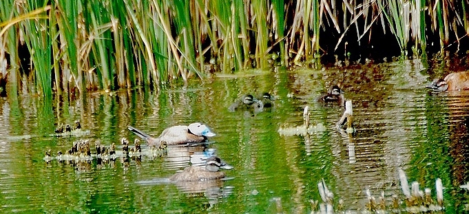 kuslara-selam-rekorlara-devam---