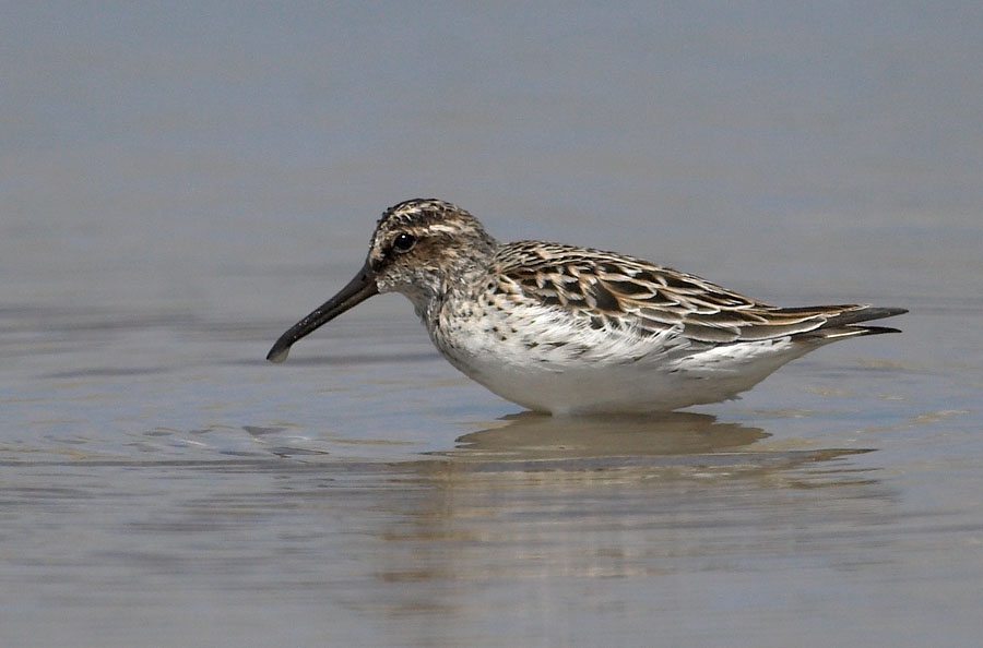 08-mayis-sazkoy-gozlemi