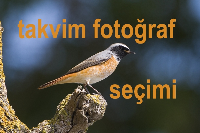 gelenler-gelmiyenler