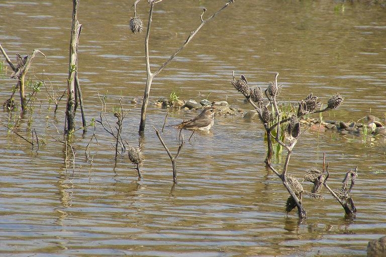 zonguldak-gozlemi---