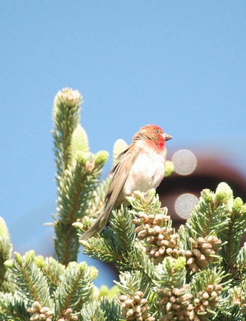koroglu-daglari-burayi-da-gorun-derim