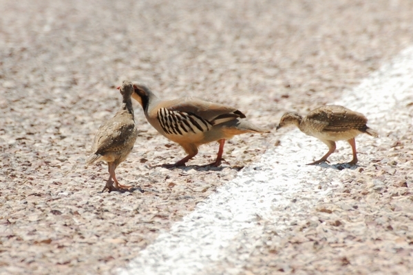 datca-turkiyenin-en-ucu-