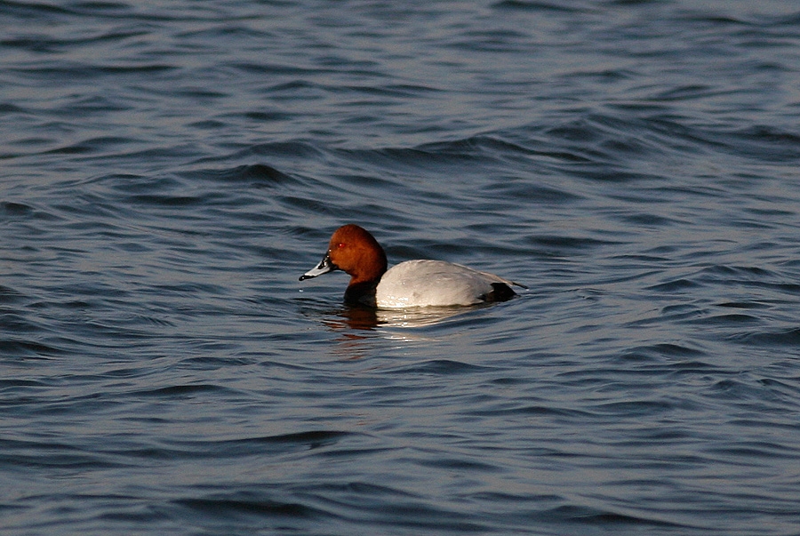 kucukcekmece-gozlemi01-03-08