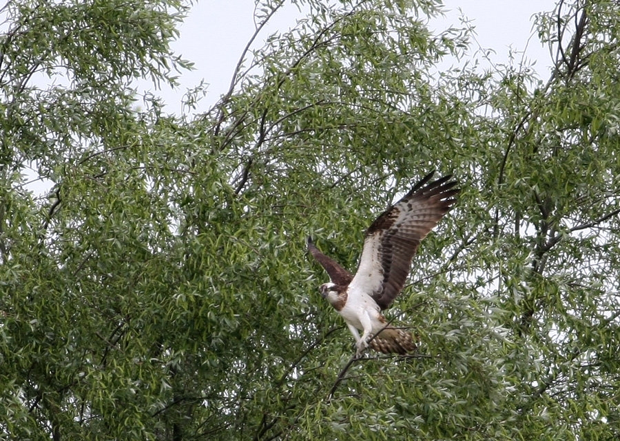 28-nisan-2008-sazkoy-gozlemi