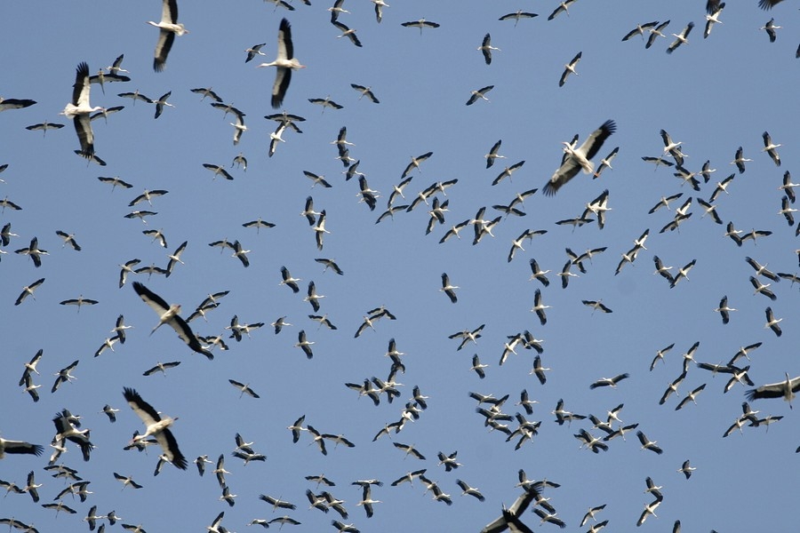 adalarda-binlerle-goc