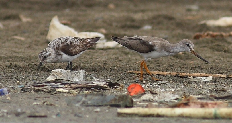 samandag-dan-terek-dudukcunu!
