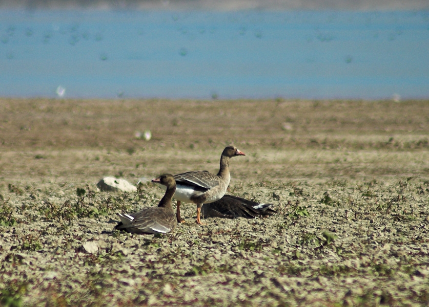 25-11-2007-karakaya-baraji-gozlemi-malatya