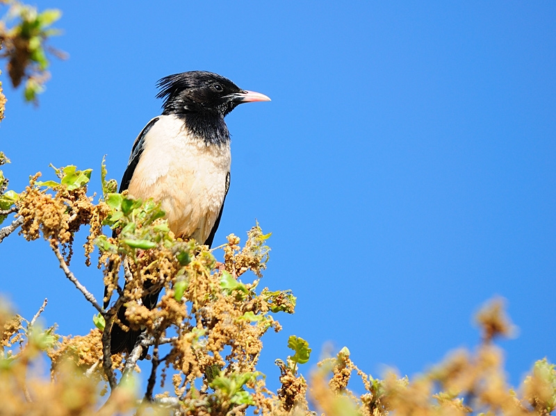 karadag-karaman-mini-gozlem-