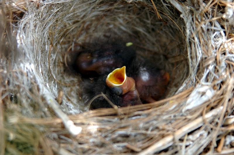 yuva-yavru-yumurta-fotograflari