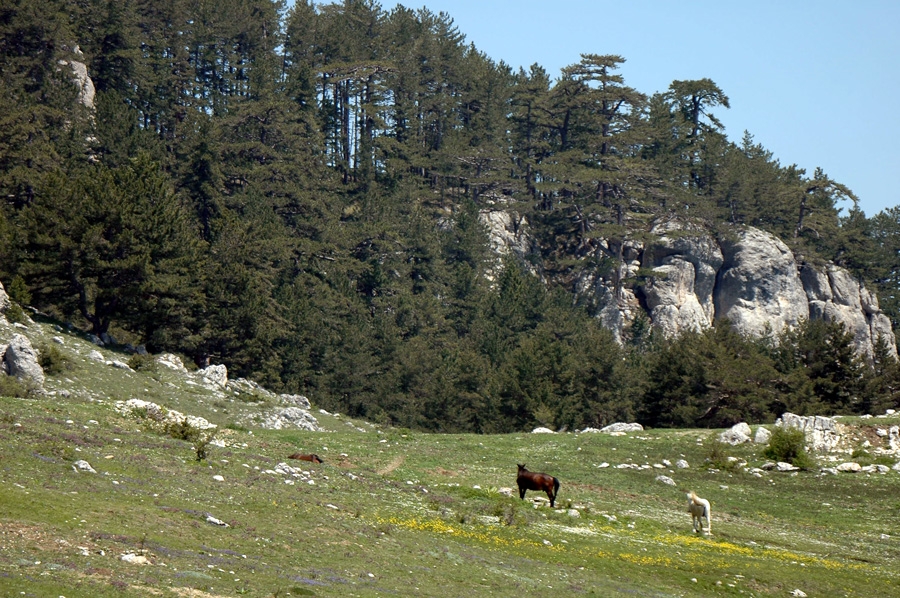 19-mayis-yenice-ormanlari-keltepe-gozlemi