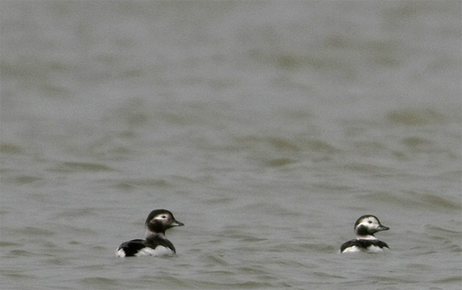 telkuyruklar-ve-poyrazkusu-zonguldakta