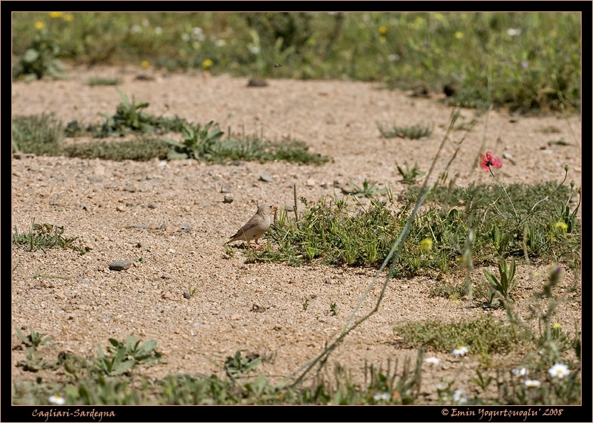 sardunya-adasina-yeni-tur