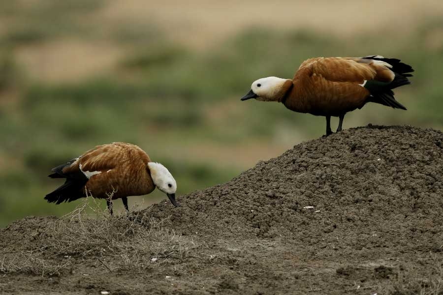 gala-golu-ve-meric-deltasi