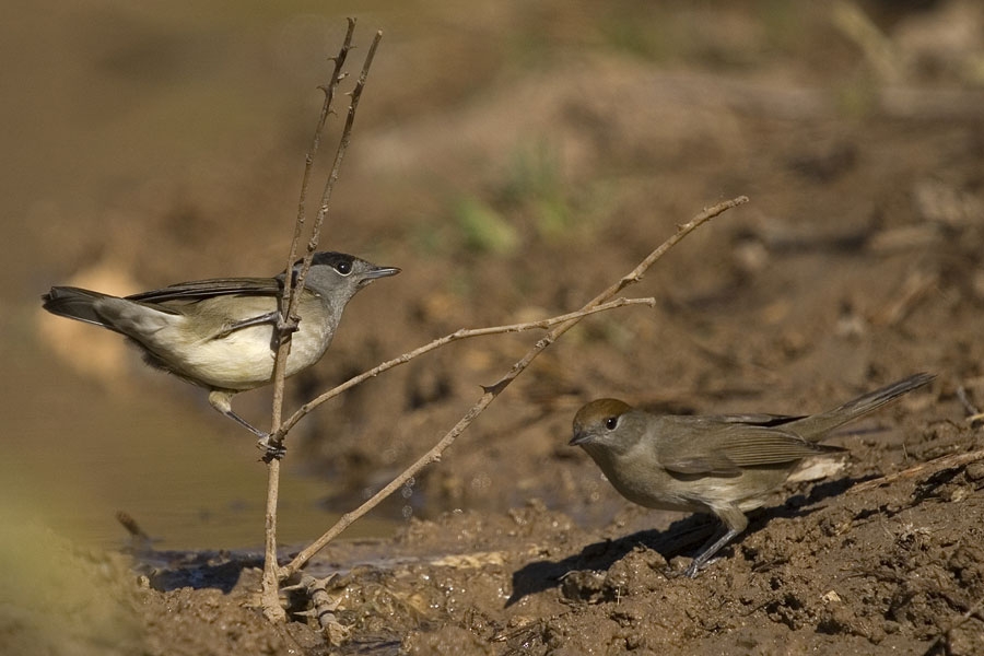 ayvalik-subasi-gozlemi