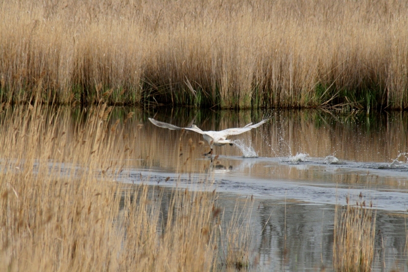 igneadadan-bir-haber