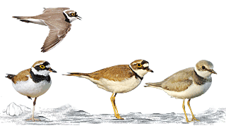 Little Ringed Plover